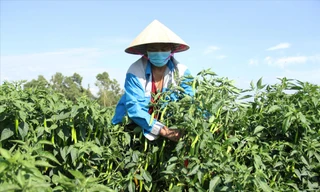  Các hộ nông dân ở thôn Bồ Bản (xã Hòa Phong, huyện Hòa Vang, Đà Nẵng) đang lo lắng ớt được mùa nhưng không được thu mua. 