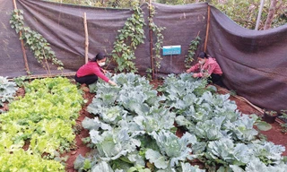 Từ những 'vườn rau hạnh phúc'