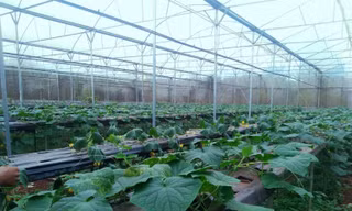 Vườn dưa nước ở xã Phú Lộc
