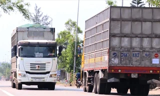 Xe tải chở gỗ dăm cơi thùng cao, chạy liên tục trên các tuyến đường Khu kinh tế Dung QuấtẢnh: Nguyễn Ngọc 