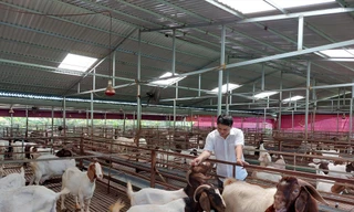 Làm giàu từ mô hình liên kết nuôi dê 