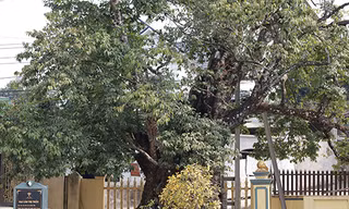 Về Đất Tổ nghe chuyện cây nghìn năm tuổi: Cây thị cổ có quả tròn quả dẹt 