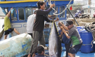 Ngư dân Bình Định 'kém vui' trong chuyến biển xuyên Tết 