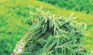 Khi các nhà khoa học trồng rau dại 