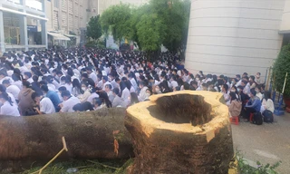 TPHCM: 'Khám sức khỏe' cây xanh 