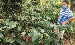 Anh Tư bên vườn cà phê đặc sản 