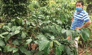 Anh Tư bên vườn cà phê đặc sản 