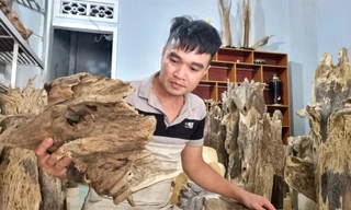 Rủi may nghề xoi trầm 