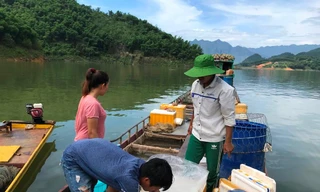 Mưu sinh trên hồ Hòa Bình, bài 2: Săn loài cá lạ 