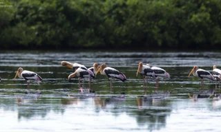 Giám sát đường bay chim di cư quốc tế 