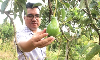 Mang bơ bản địa đi đánh xứ người 