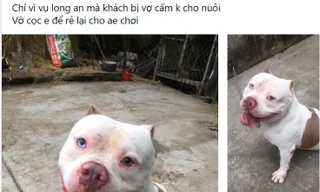 Khi người tiếp tay cho chó… 