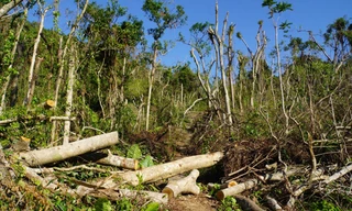 Vườn quốc gia Cát Bà: Xót xa những vạt rừng vùng lõi 