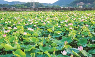 Cánh đồng sen ngát hương ở Kim Liên, Nam Đàn, Nghệ An 