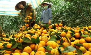 Cam Cao Phong (Hòa Bình) được hỗ trợ tiêu thụ qua sàn điện tử thời gian tới 