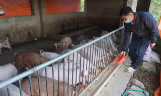 Dịch tả lợn châu Phi lan rộng: Tết này có thiếu thịt, giá tăng? 