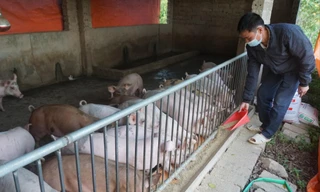 Dịch tả lợn châu Phi lan rộng: Tết này có thiếu thịt, giá tăng? 