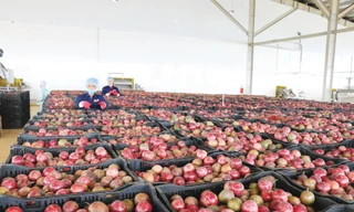 Chanh leo là một trong những mặt hàng chiến lược của DOVECO, sản phẩm đã xuất khẩu đi hàng chục quốc gia trên thế giới