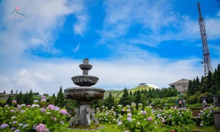 Cẩm tú cầu trên đỉnh Mẫu Sơn