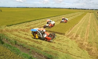 Sóc Trăng gỡ khó cho nông dân 