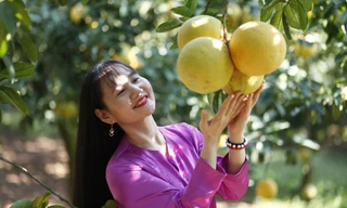 Thu tiền tỷ từ cam, bưởi dịp Tết 