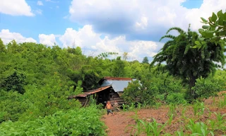 Nhân viên bảo vệ rừng liên tục bị đe dọa, tấn công 