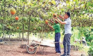 Ông chủ trẻ bén duyên loại quả 'đến từ thiên đường'