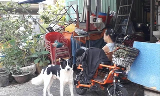 Thú cưng tấn công người: Có thể truy cứu trách nhiệm hình sự chủ nuôi 