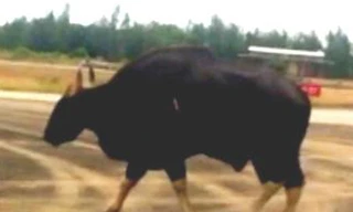 'Run tay' khi lần đầu xử lý mẫu vật đầu bò tót