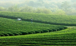 Xanh mướt mát cảnh sắc quê hương