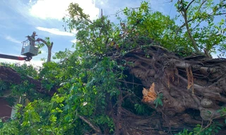 Cây đa hơn 200 năm tuổi bậc gốc, đè chết một phụ nữ đi đường. Ảnh: Nguyễn Ngọc