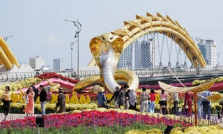 Lần đầu giữ lại đường hoa Tết, Đà Nẵng sẽ chăm sóc như thế nào?