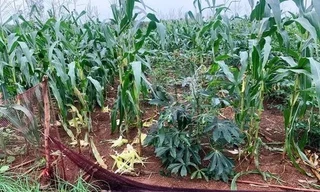 Quảng Ngãi: Người dân 'đau đầu' vì đàn khỉ hoang hơn 60 con