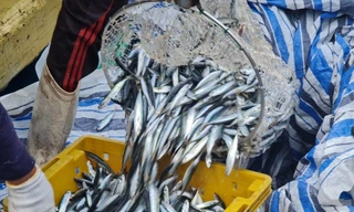 Ngư dân Quảng Ngãi trúng đậm 'lộc biển' đầu năm