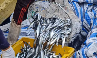 Ngư dân Quảng Ngãi trúng đậm 'lộc biển' đầu năm