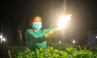 Kỹ thuật ép 'Cúc' không ngủ ở thủ phủ hoa tết Quảng Ngãi