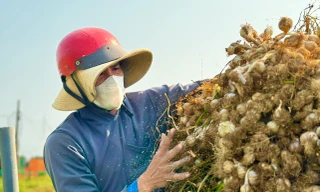 Tỏi Lý Sơn được mùa, nông dân chưa kịp vui đã méo mặt 