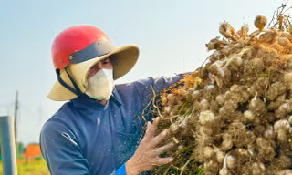 Tỏi Lý Sơn được mùa, nông dân chưa kịp vui đã méo mặt 