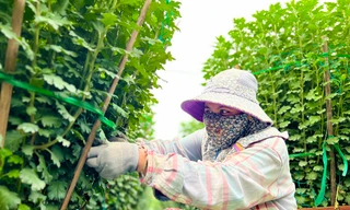 Hàng trăm nghìn chậu hoa cúc Tết ở Quảng Ngãi chưa nở đã được mua sạch tại vườn