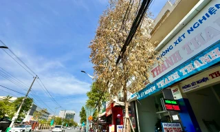 Cây xanh trên phố chết bất thường ở Quảng Ngãi