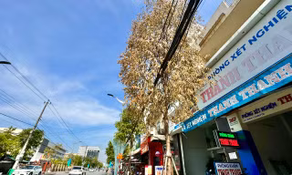 Cây xanh trên phố chết bất thường ở Quảng Ngãi