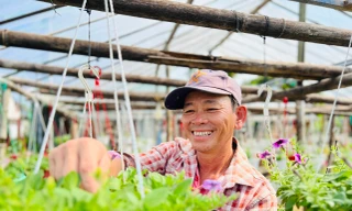 Hoa Tết chưa nở đã được thương lái mua sạch tại vườn