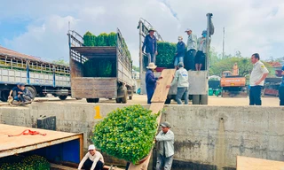 Trời vừa hửng nắng, tàu chạy hết công suất để kịp ‘chở Tết’ ra đảo Lý Sơn