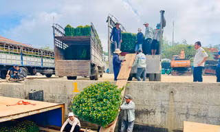 Trời vừa hửng nắng, tàu chạy hết công suất để kịp ‘chở Tết’ ra đảo Lý Sơn