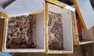 Kinh doanh hơn 3,4 tấn nội tạng động vật không rõ nguồn gốc bị phạt 126 triệu đồng