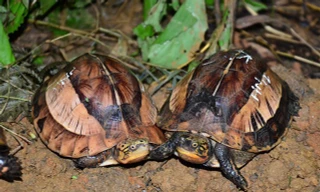 Người dân giao nộp nhiều động vật quý hiếm nằm trong Sách đỏ 