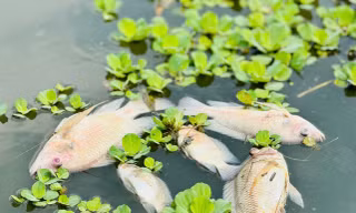 Cá chết hàng loạt không rõ nguyên nhân trên sông Bàu Giang 