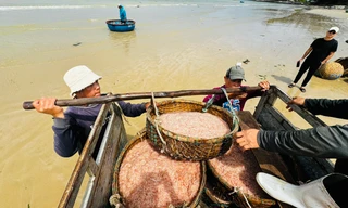 Ngư dân Quảng Ngãi bội thu ruốc biển, 'kiếm khỏe' tiền triệu mỗi ngày