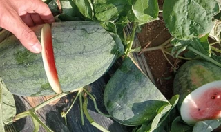 Phá nát ruộng dưa hấu của người dân chỉ để… tìm trái chín ăn