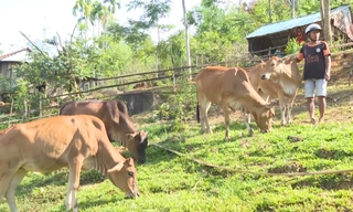 Giấc mơ thoát nghèo của người dân vùng cao Quảng Ngãi